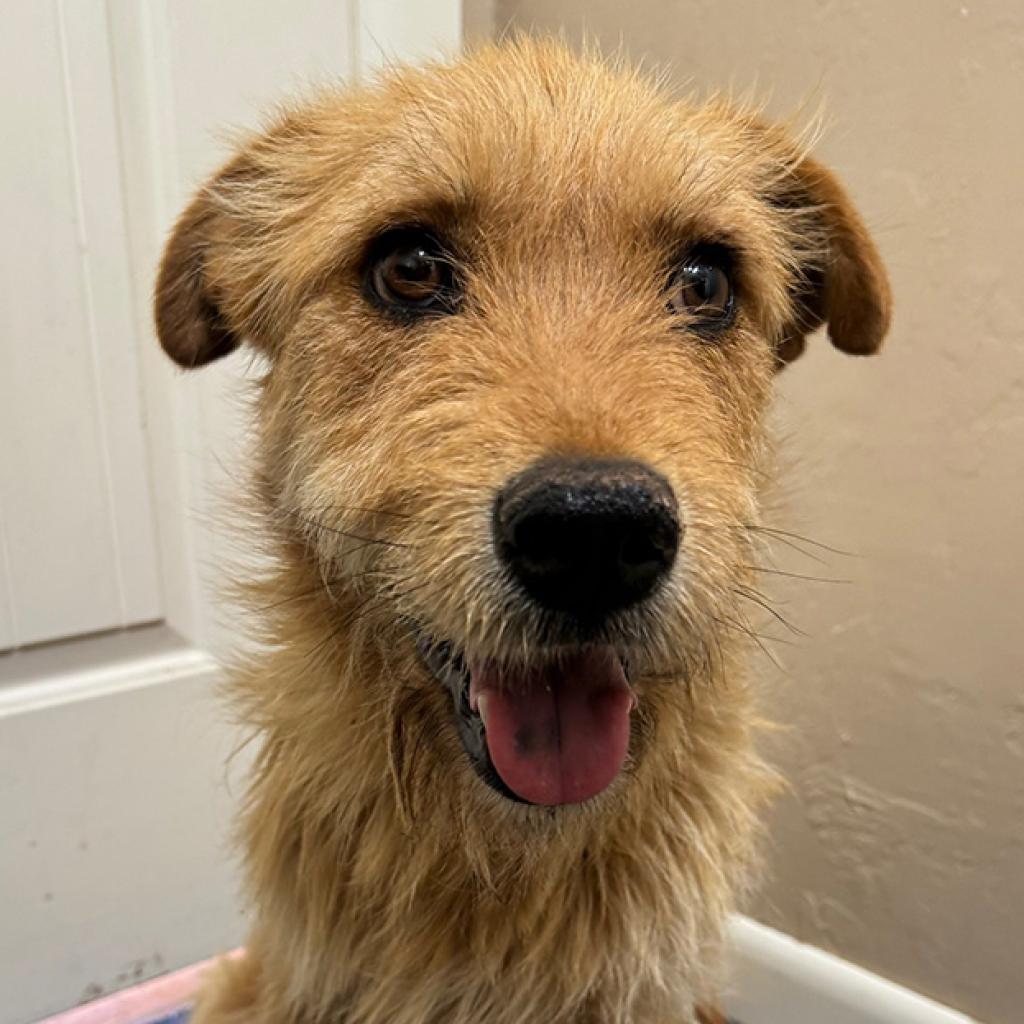 Treasure, an adoptable Terrier in Tuba City, AZ, 86045 | Photo Image 5