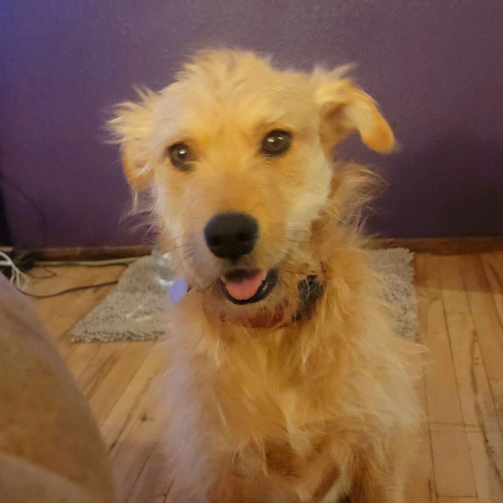 Treasure, an adoptable Terrier in Tuba City, AZ, 86045 | Photo Image 6