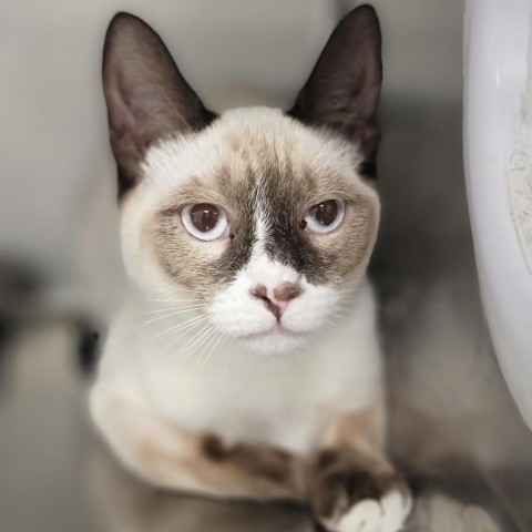 Dante, an adoptable Domestic Short Hair, Siamese in Mount Shasta, CA, 96067 | Photo Image 1