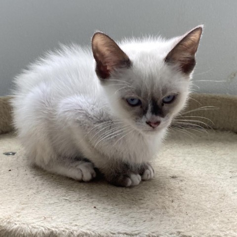 Dante, an adoptable Domestic Short Hair, Siamese in Mount Shasta, CA, 96067 | Photo Image 2