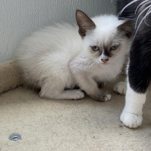 Dante, an adoptable Domestic Short Hair, Siamese in Mount Shasta, CA, 96067 | Photo Image 3