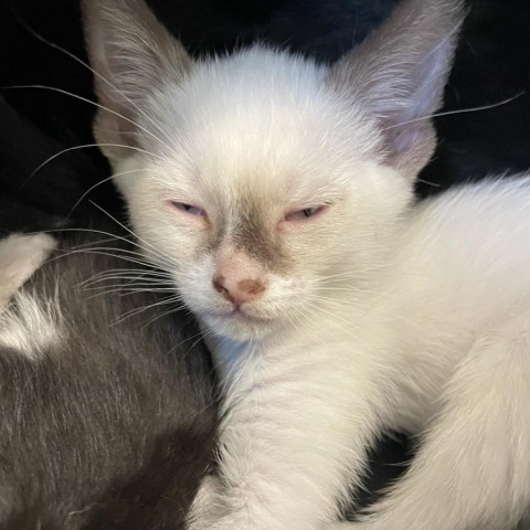 Dante, an adoptable Domestic Short Hair, Siamese in Mount Shasta, CA, 96067 | Photo Image 4