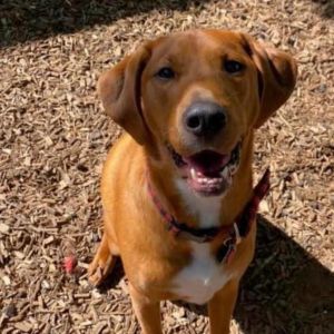 Cooper, Adult Male Chocolate Labrador Retriever