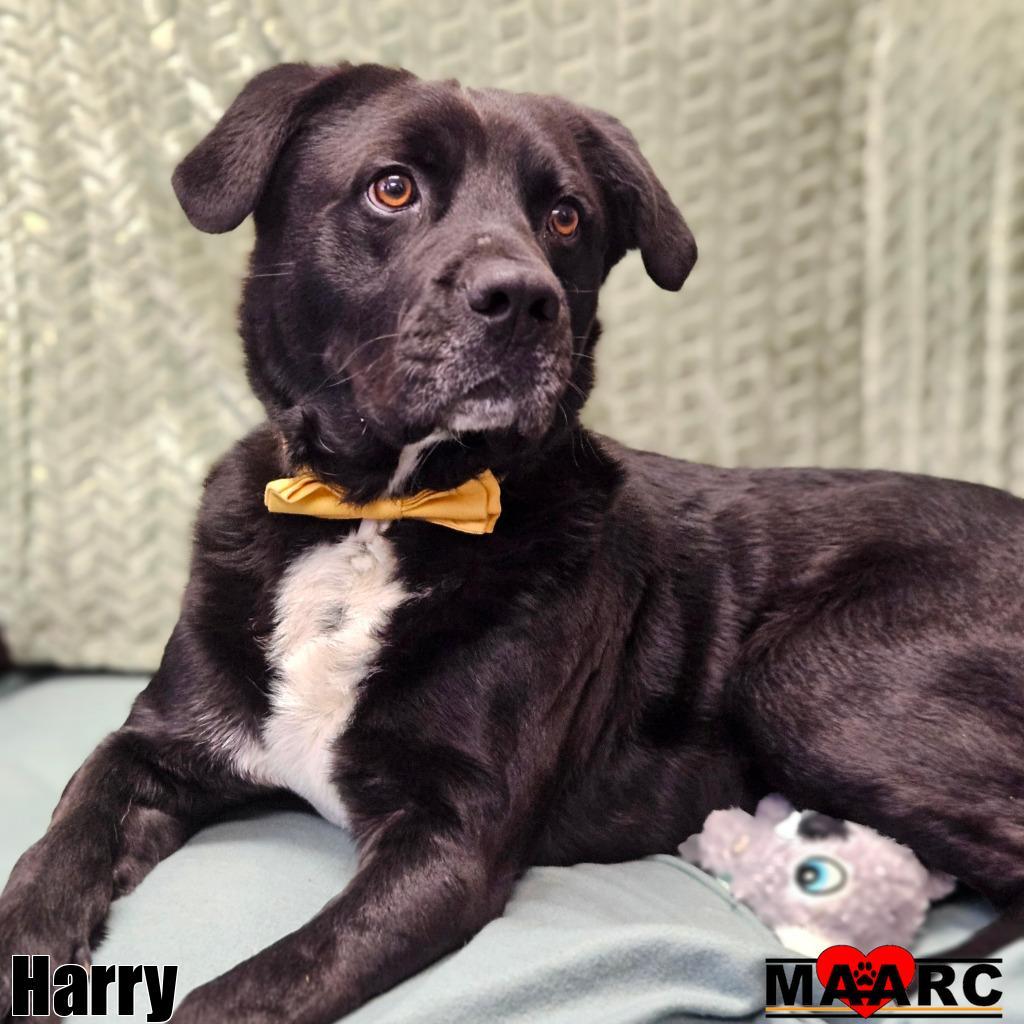 Harry