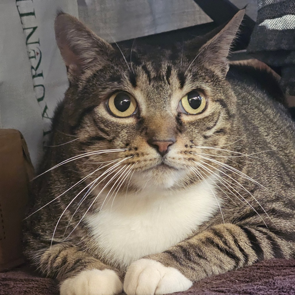 Zane, an adoptable Domestic Short Hair in Eastsound, WA, 98245 | Photo Image 1