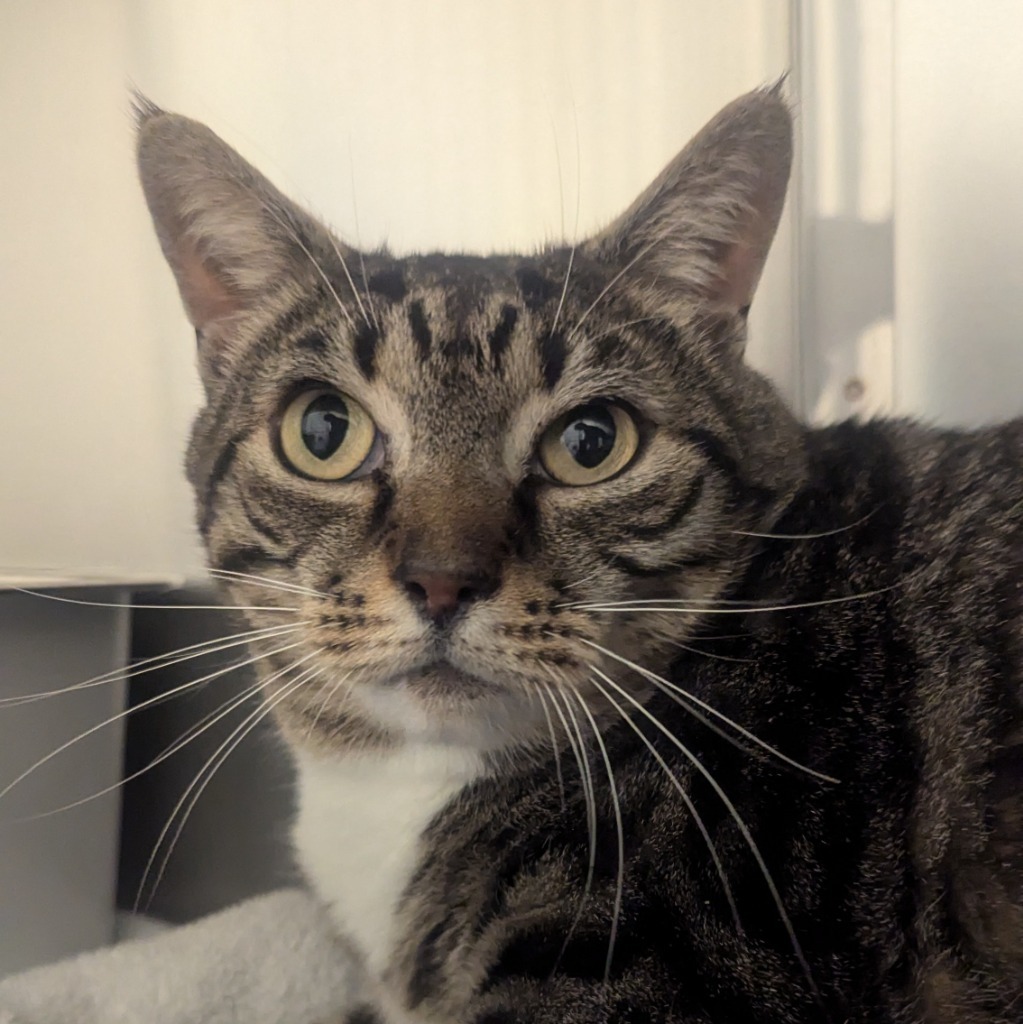 Zane, an adoptable Domestic Short Hair in Eastsound, WA, 98245 | Photo Image 2