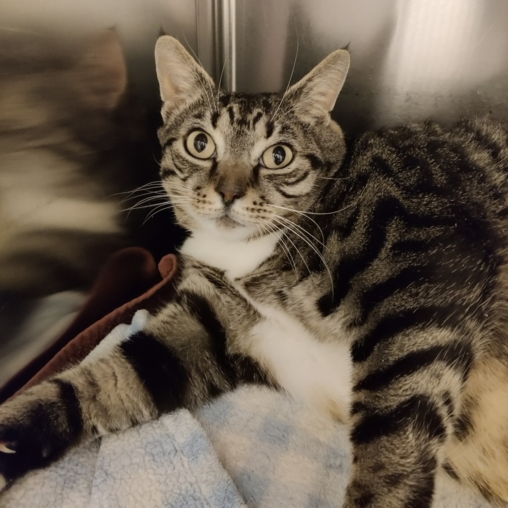 Zane, an adoptable Domestic Short Hair in Eastsound, WA, 98245 | Photo Image 3