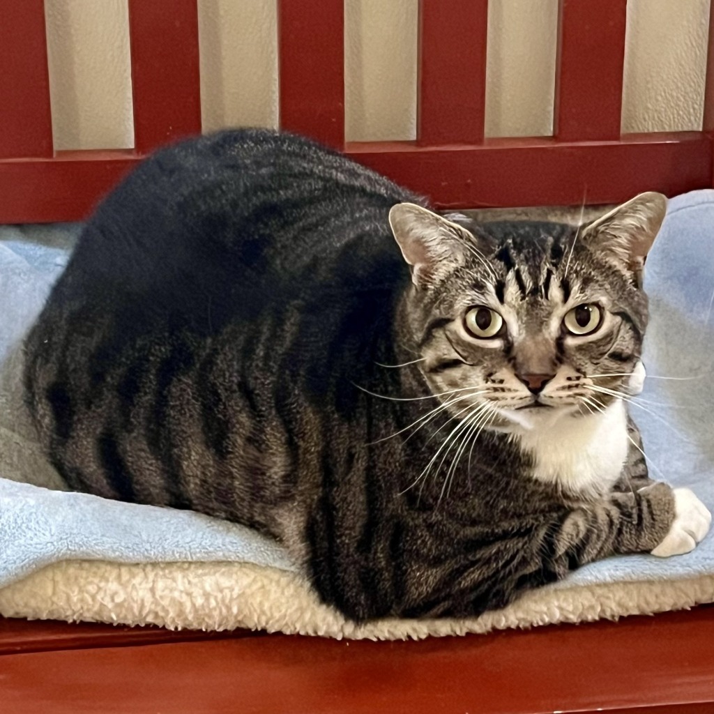 Zane, an adoptable Domestic Short Hair in Eastsound, WA, 98245 | Photo Image 4