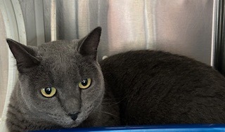 Graysie, an adoptable Domestic Short Hair in Grand Junction, CO, 81505 | Photo Image 1
