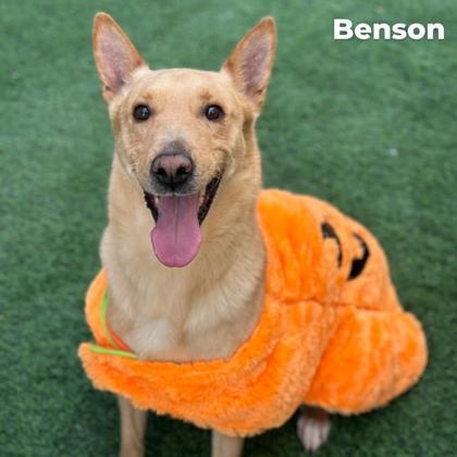 Dog for adoption Benson*, a Shepherd Mix in El Paso, TX Petfinder