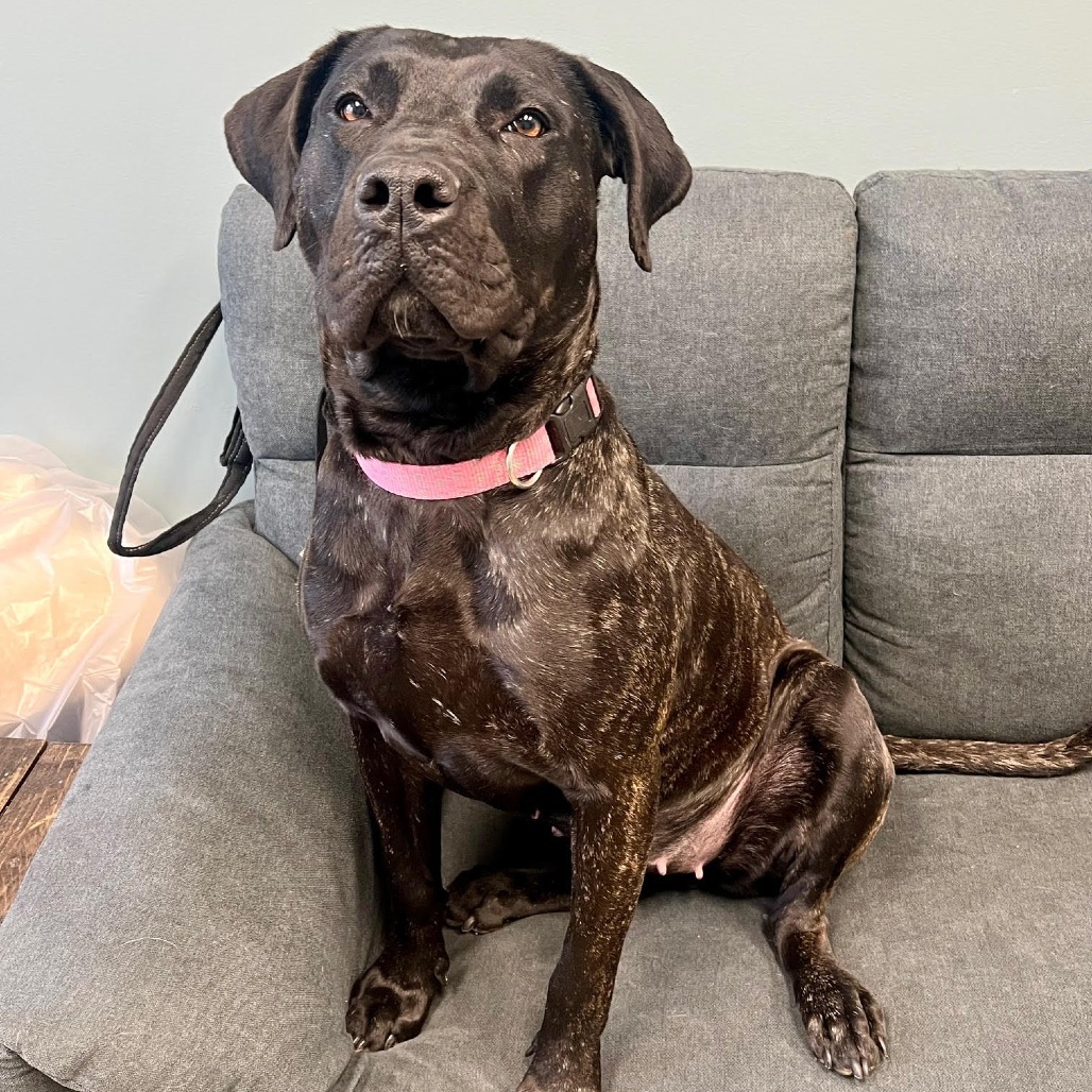 Karma, an adoptable Bullmastiff, Mixed Breed in Warren, PA, 16365 | Photo Image 1