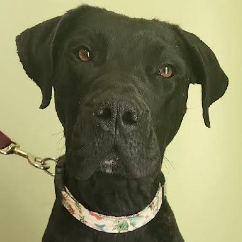 Karma, an adoptable Bullmastiff, Mixed Breed in Warren, PA, 16365 | Photo Image 2