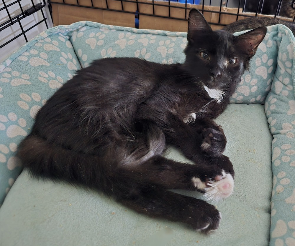 Yogi, an adoptable Ragdoll, Domestic Medium Hair in Ruskin, FL, 33570 | Photo Image 1