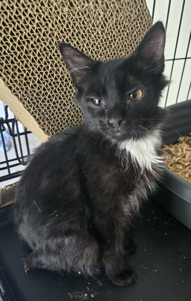 Yogi, an adoptable Ragdoll, Domestic Medium Hair in Ruskin, FL, 33570 | Photo Image 2