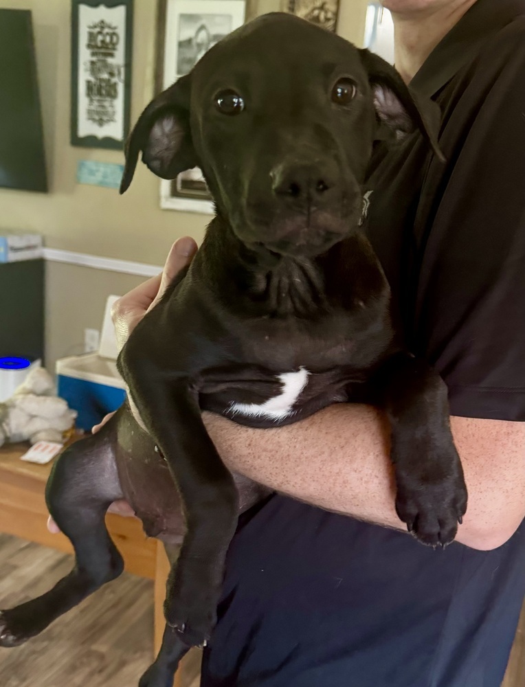 Dog for adoption Pablo, a Labrador Retriever Mix in Pontotoc, MS