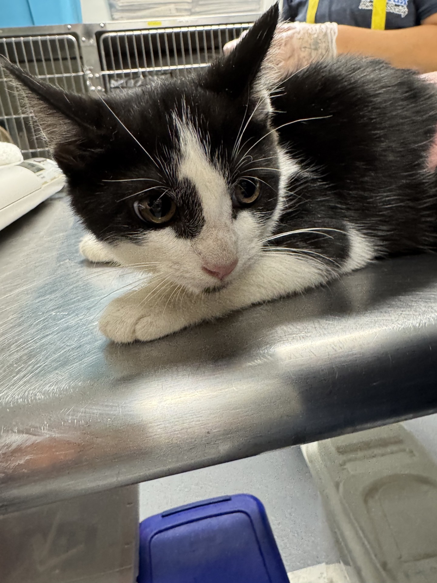 Cat for adoption Tasha, a Domestic Short Hair in Daytona Beach, FL