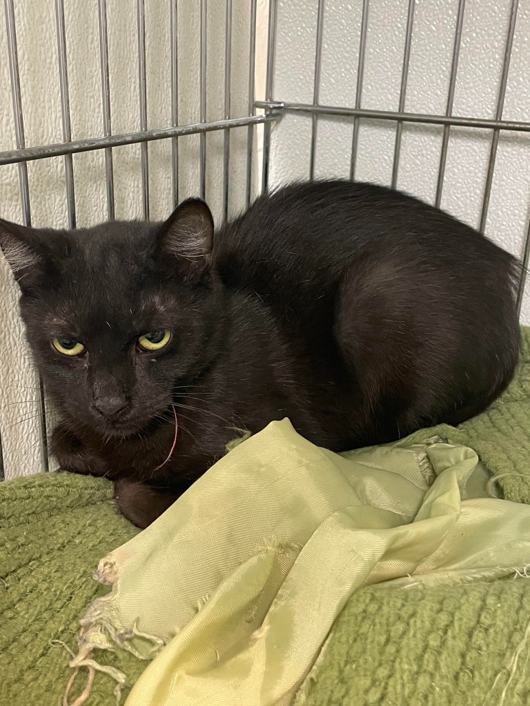 Licorice, an adoptable Domestic Short Hair in Rock Springs, WY, 82901 | Photo Image 1