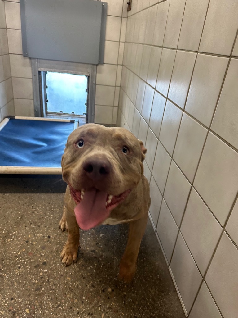 Spike, an adoptable Pit Bull Terrier in Rock Springs, WY, 82901 | Photo Image 1