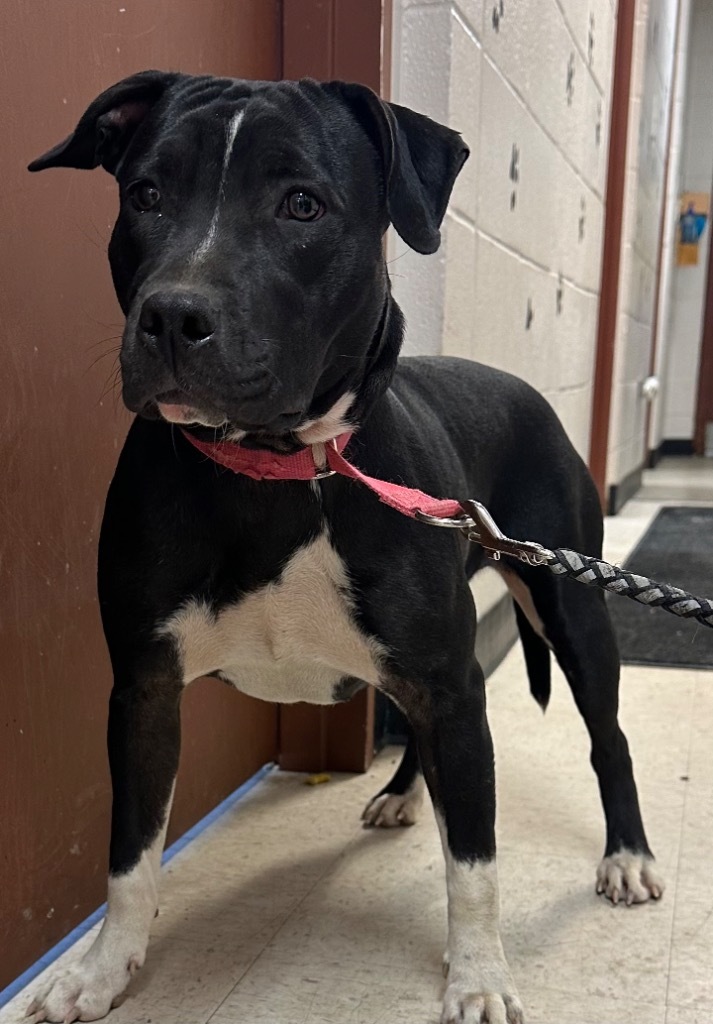 Angel, an adoptable Pit Bull Terrier in Rock Springs, WY, 82901 | Photo Image 1