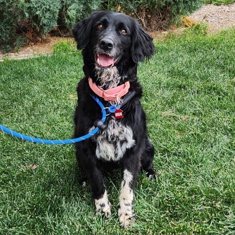 Evea, an adoptable Mixed Breed in Great Falls, MT, 59404 | Photo Image 1