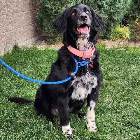 Evea, an adoptable Mixed Breed in Great Falls, MT, 59404 | Photo Image 3