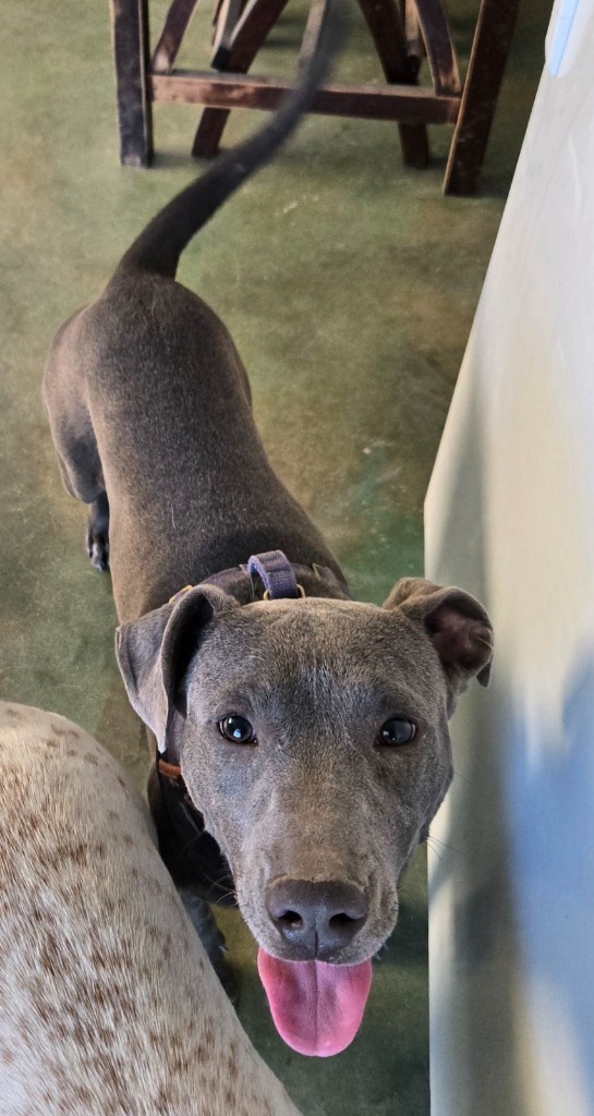 Graycee, an adoptable Labrador Retriever, Staffordshire Bull Terrier in Junction, TX, 76849 | Photo Image 2
