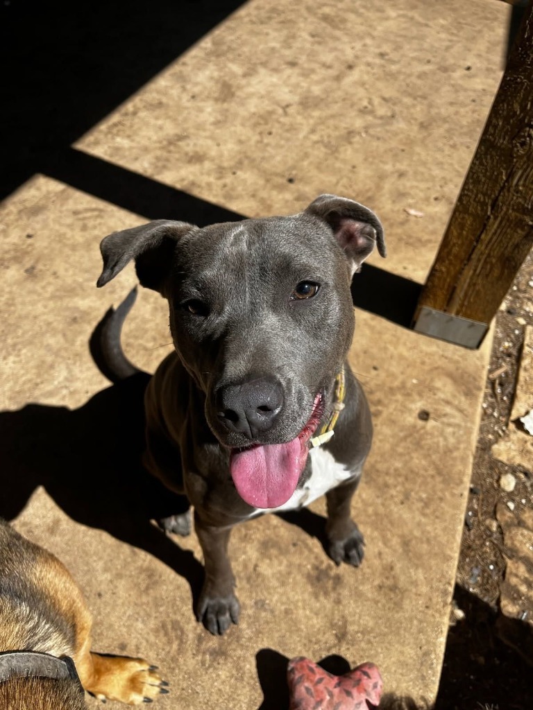 Graycee, an adoptable Labrador Retriever, Staffordshire Bull Terrier in Junction, TX, 76849 | Photo Image 3