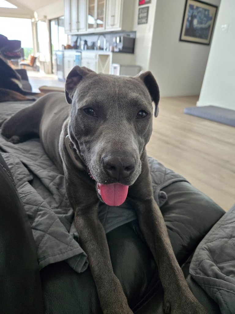Graycee, an adoptable Labrador Retriever, Staffordshire Bull Terrier in Junction, TX, 76849 | Photo Image 4