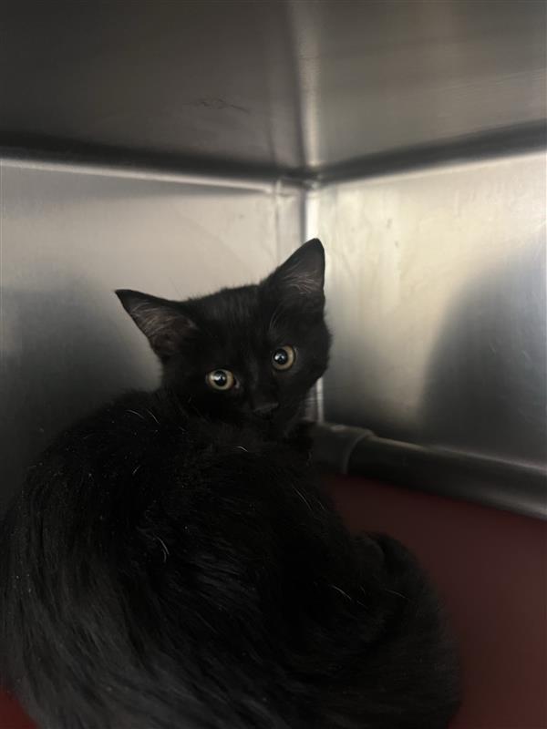 Cat for adoption Boney O` Warlock, a Domestic Short Hair in