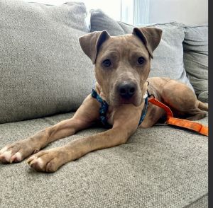 Catherine, Adult Female Pit Bull Terrier