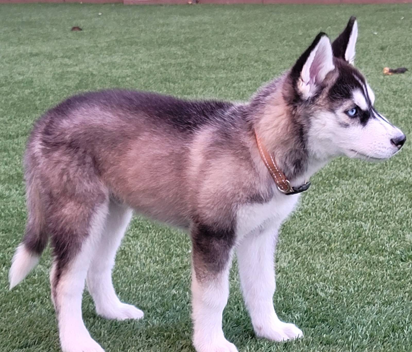 Dog for adoption Peter Quill, a Siberian Husky in Phoenix, AZ Petfinder