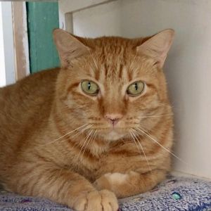 Mason, Senior Male Domestic Short Hair
