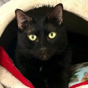 Maddie, Senior Female Domestic Short Hair