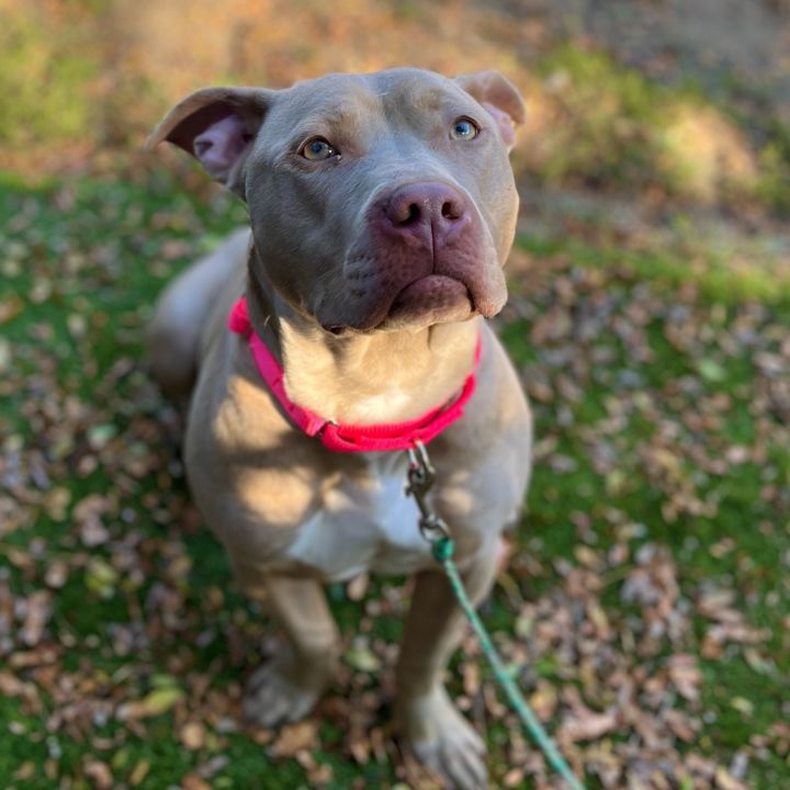 Dog for adoption Feathers, a Mixed Breed in Cincinnati, OH Petfinder