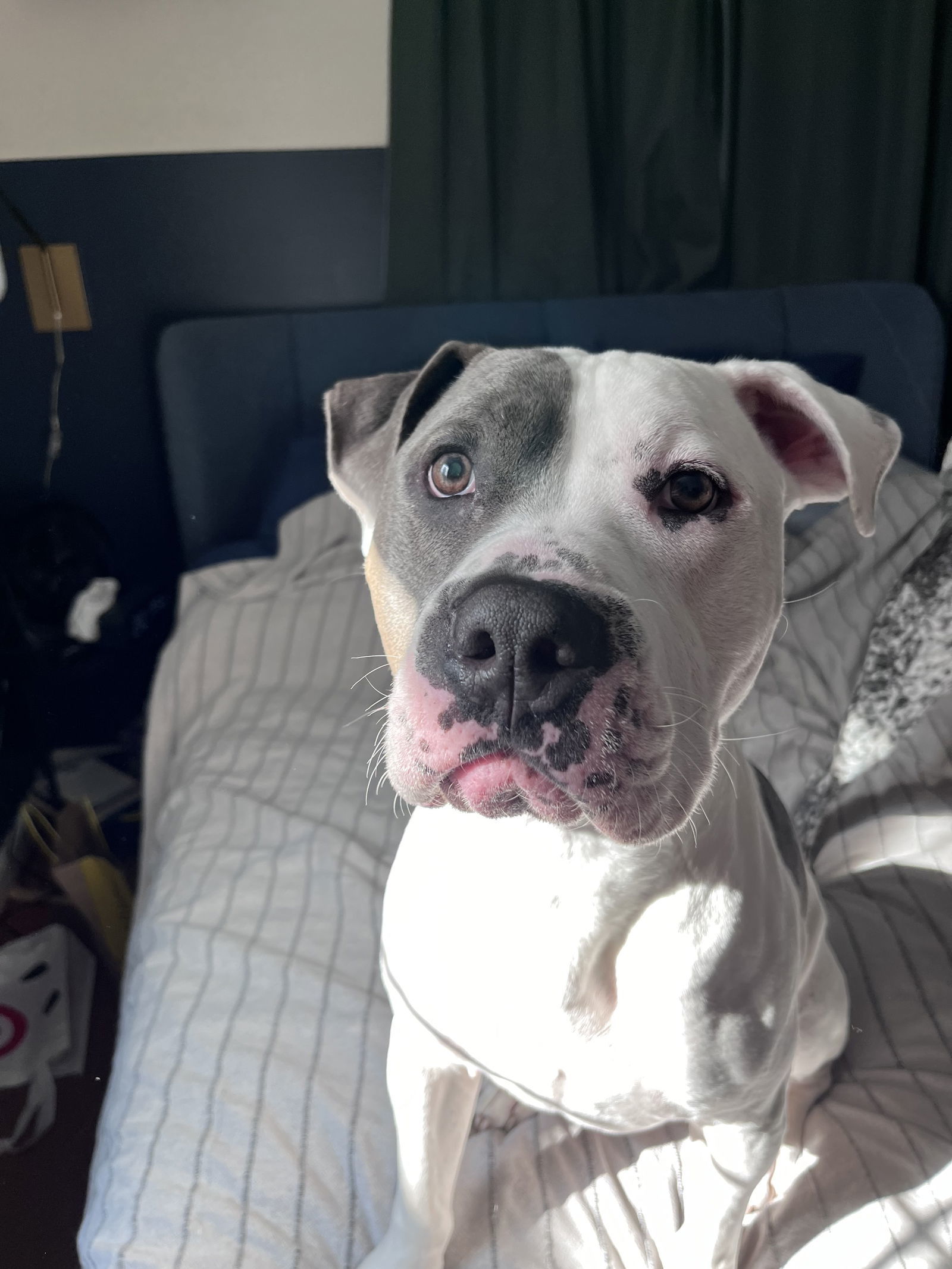 Spots