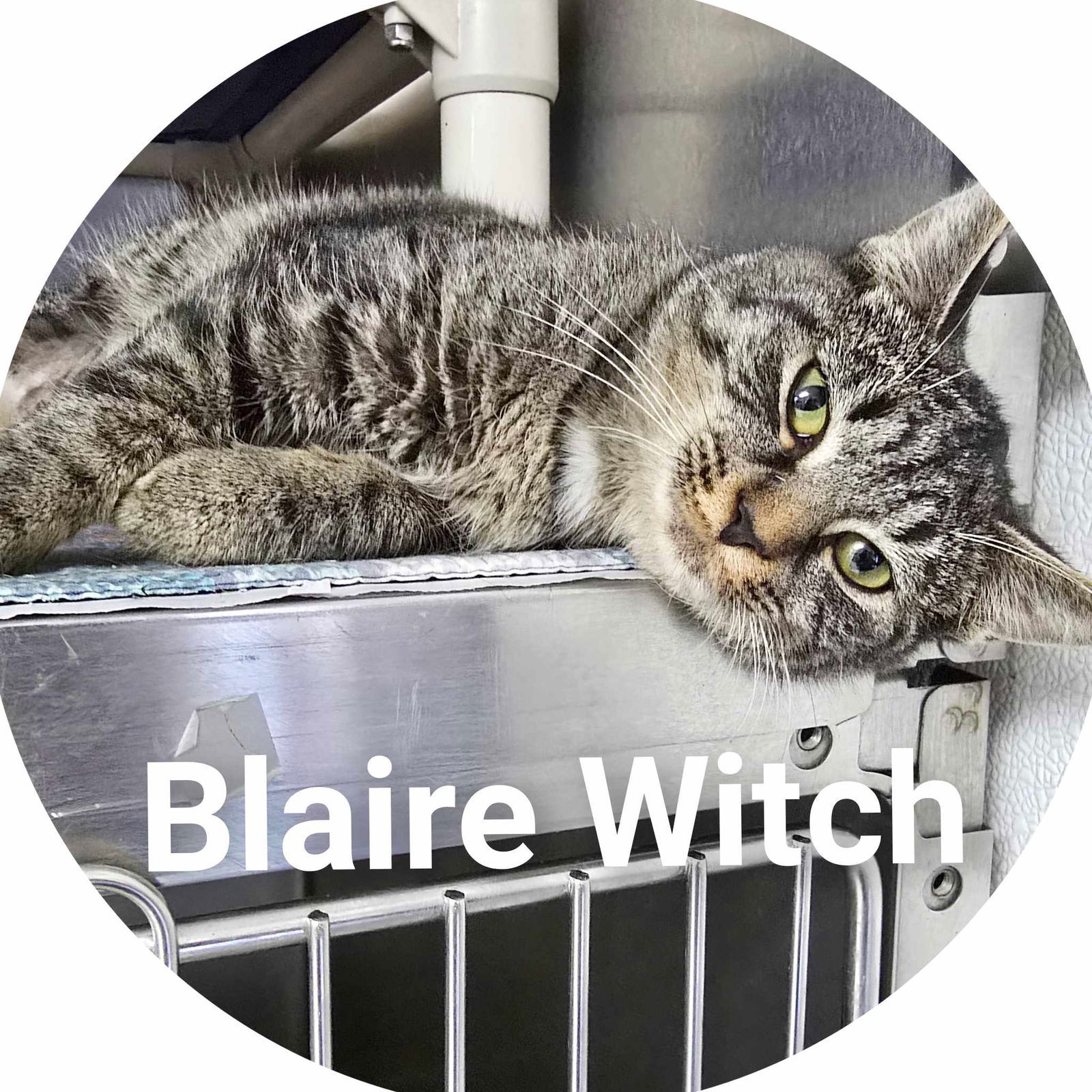 Blaire Witch