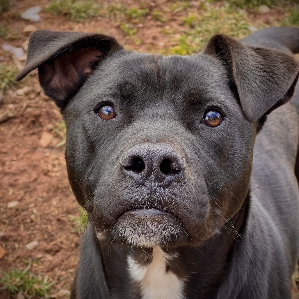 Koda