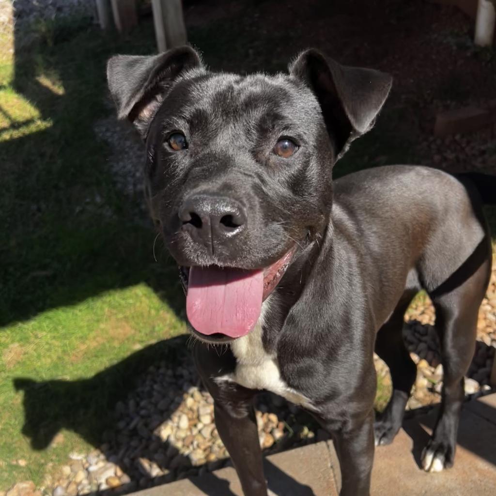 Koda