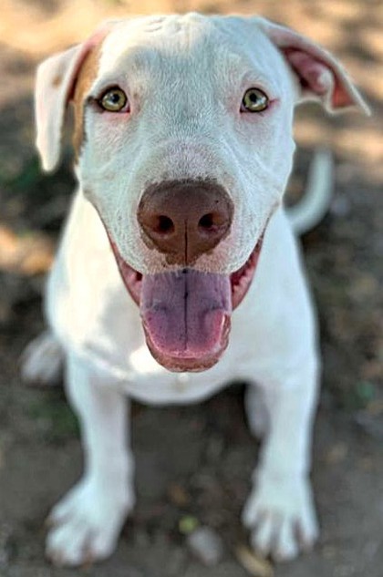 Dog for adoption Landon, a Mixed Breed in Buchanan Dam, TX Petfinder