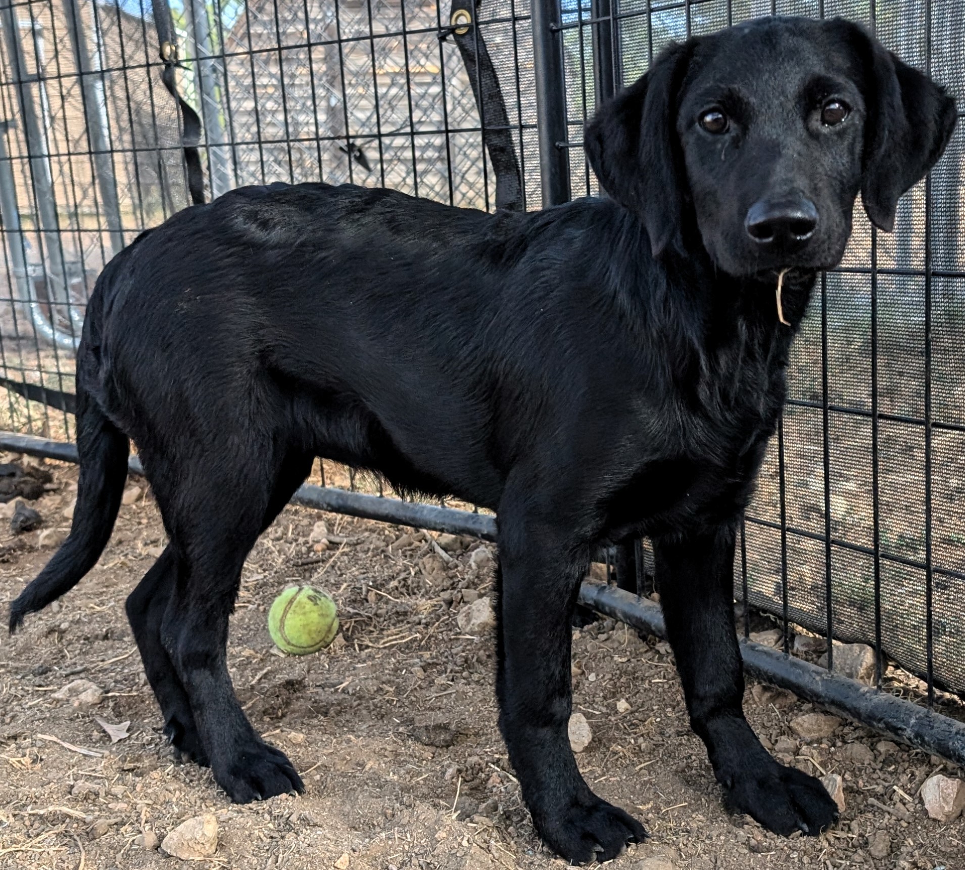 Dog for adoption Hadley, a Mixed Breed in Buchanan Dam, TX Petfinder
