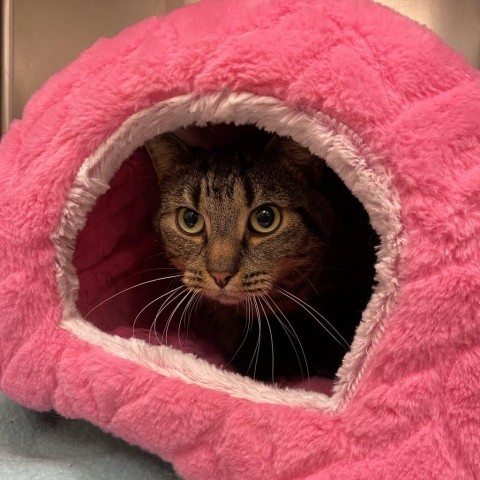 Tuffy, an adoptable Domestic Short Hair in Spokane, WA, 99202 | Photo Image 1