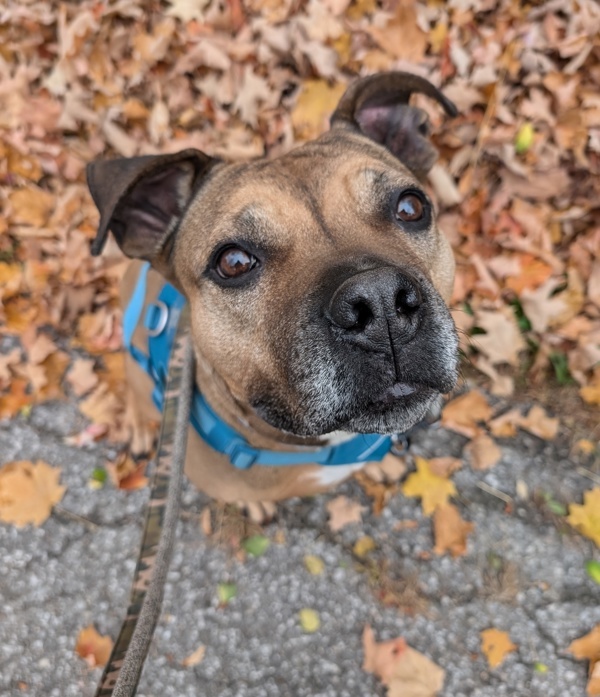 Odin, an adoptable Mastiff, Boxer in Pickering, ON, L1V 6K7 | Photo Image 1