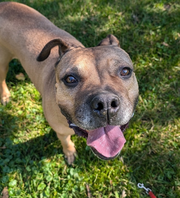 Odin, an adoptable Mastiff, Boxer in Pickering, ON, L1V 6K7 | Photo Image 2