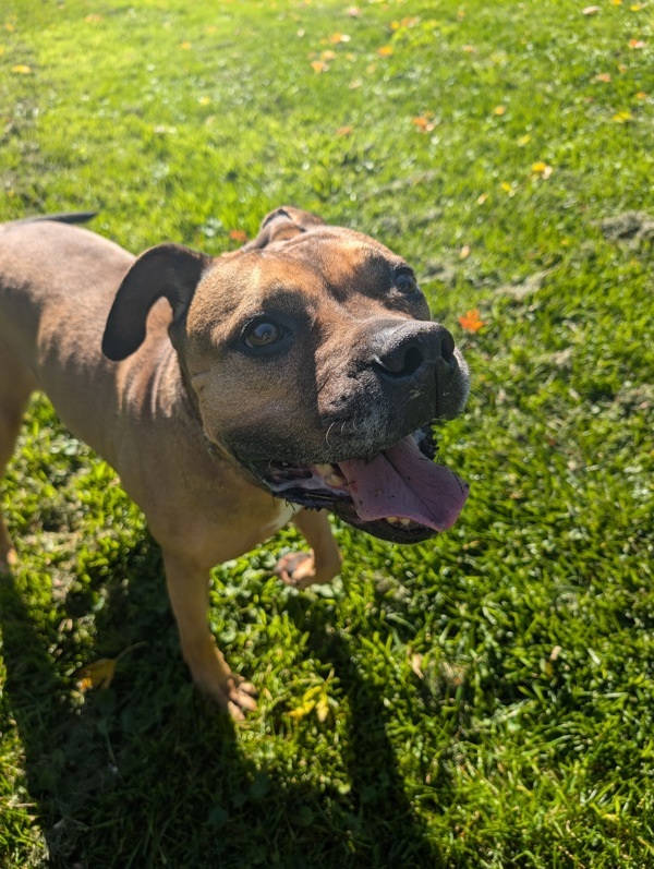 Odin, an adoptable Mastiff, Boxer in Pickering, ON, L1V 6K7 | Photo Image 3