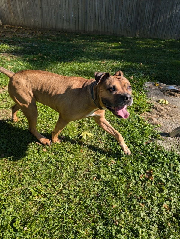 Odin, an adoptable Mastiff, Boxer in Pickering, ON, L1V 6K7 | Photo Image 4