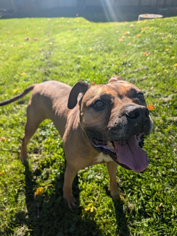 Odin, an adoptable Mastiff, Boxer in Pickering, ON, L1V 6K7 | Photo Image 5