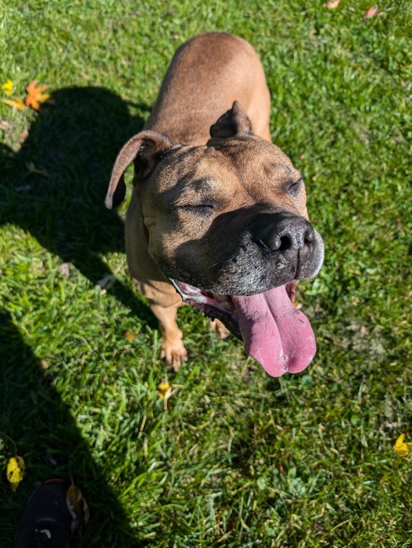 Odin, an adoptable Mastiff, Boxer in Pickering, ON, L1V 6K7 | Photo Image 6