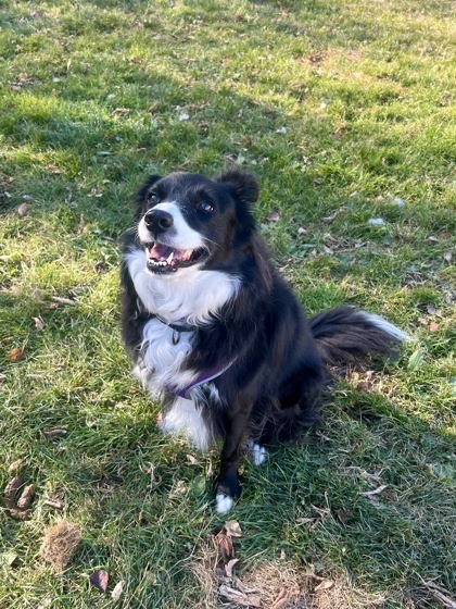 Patchy, an adoptable Border Collie in Rhinelander, WI, 54501 | Photo Image 1