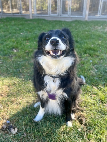 Patchy, an adoptable Border Collie in Rhinelander, WI, 54501 | Photo Image 2