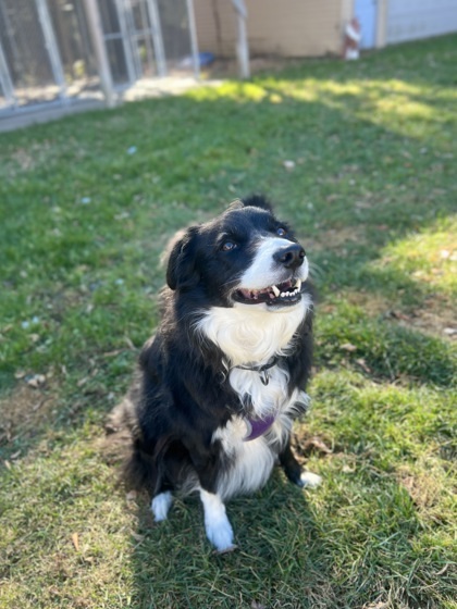 Patchy, an adoptable Border Collie in Rhinelander, WI, 54501 | Photo Image 3